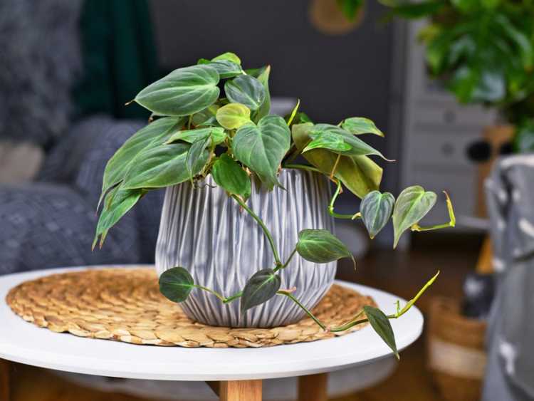 You are currently viewing Pothos contre. Philodendron – Pothos et Philodendron sont-ils identiques