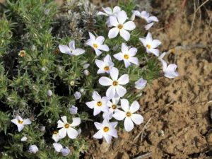 Lire la suite à propos de l’article Qu'est-ce que le phlox de Hood – Informations sur le phlox de Hood