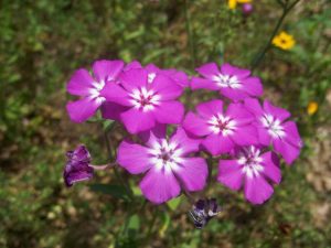 Lire la suite à propos de l’article Plantes Phlox de Drummond: Conseils pour les soins annuels du Phlox dans les jardins