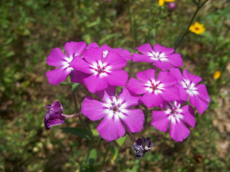 You are currently viewing Plantes Phlox de Drummond: Conseils pour les soins annuels du Phlox dans les jardins