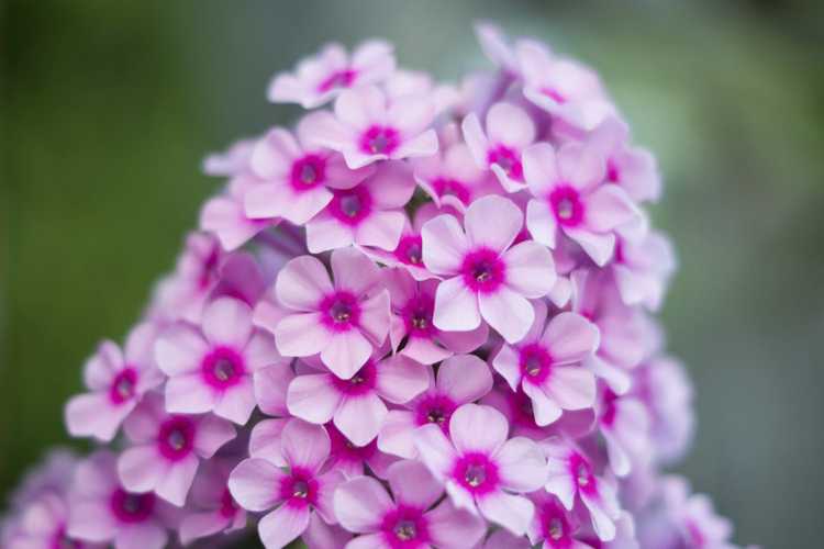 You are currently viewing Plantes de jardin Phlox: conseils pour la culture et l'entretien du jardin Phlox