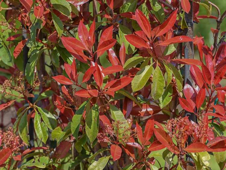 Lire la suite à propos de l’article Cultiver des plantes Photinia à pointe rouge