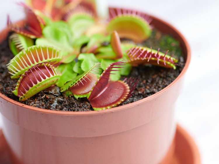 Lire la suite à propos de l’article Problèmes de Venus Flytrap : Conseils pour fermer un Venus Flytrap