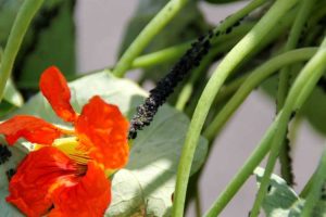 Lire la suite à propos de l’article Plantes pièges à pucerons : plantes qui repoussent les pucerons dans le jardin