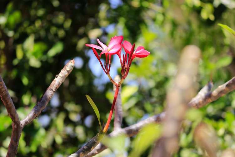 Lire la suite à propos de l’article Informations sur la taille du Plumeria : comment et quand tailler un Plumeria