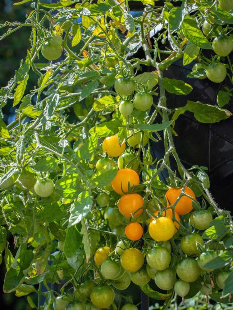 Lire la suite à propos de l’article Légumes pour paniers suspendus : cultiver des légumes dans un panier suspendu