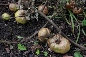 Lire la suite à propos de l’article Problèmes de culture de légumes : maladies et ravageurs courants des plantes potagères