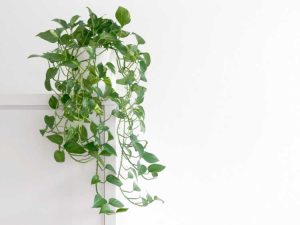 Lire la suite à propos de l’article Informations sur l'entretien des plantes Pothos