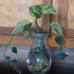 Lire la suite à propos de l’article Engrais pour plantes cultivées en eau – Comment fertiliser les plantes dans l’eau