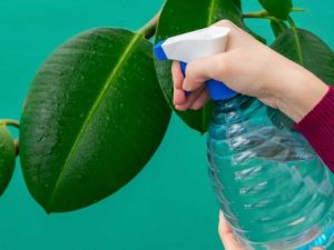 Lire la suite à propos de l’article Un guide complet du savon insecticide fait maison