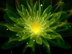 Lire la suite à propos de l’article Plantes qui brillent dans le noir – Apprenez-en davantage sur les plantes qui brillent