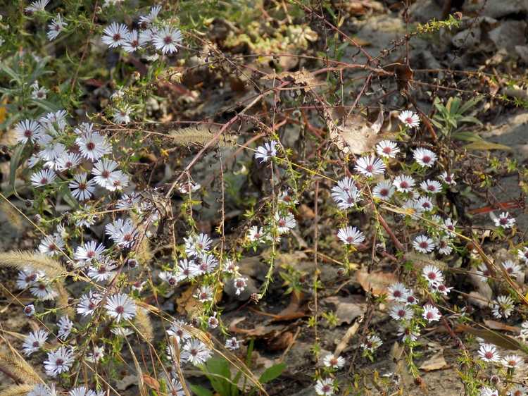 Lire la suite à propos de l’article Qu'est-ce que la pourriture des racines de l'aster – Informations et contrôle sur la pourriture de la tige de l'aster