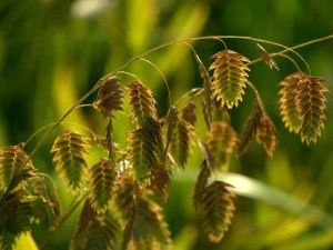 Lire la suite à propos de l’article Plantes d'ombre intéressantes : alternatives inhabituelles pour les jardins d'ombre