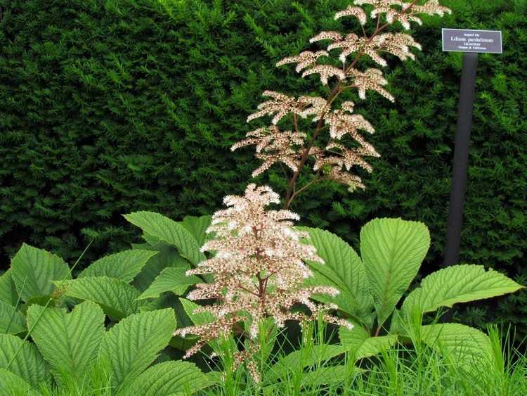 You are currently viewing Culture de Rodgersia : découvrez les soins à apporter à la Rodgersia à feuilles digitales