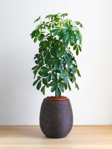 Lire la suite à propos de l’article Pourquoi mon Schefflera est-il aux longues jambes – Comment réparer les plantes Schefflera aux longues jambes