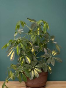 Lire la suite à propos de l’article Schefflera Care – Informations sur la plante d'intérieur Schefflera