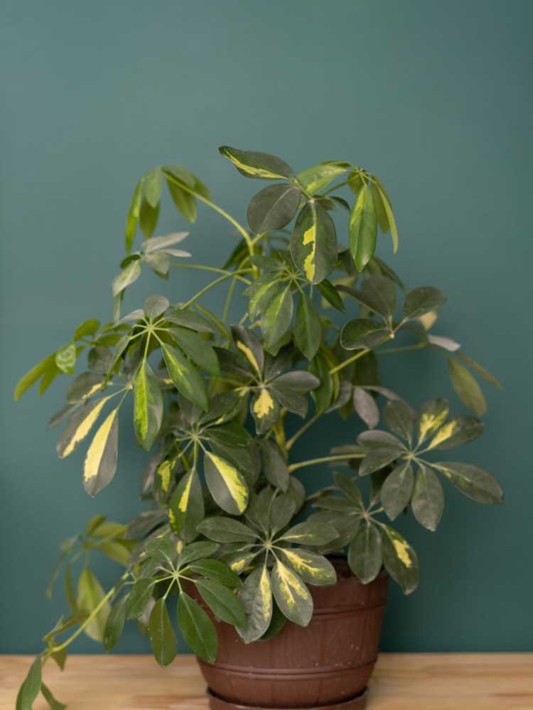 You are currently viewing Schefflera Care – Informations sur la plante d'intérieur Schefflera