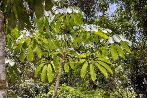 Lire la suite à propos de l’article Entretien du Schefflera en extérieur : les plantes Schefflera peuvent-elles pousser à l'extérieur