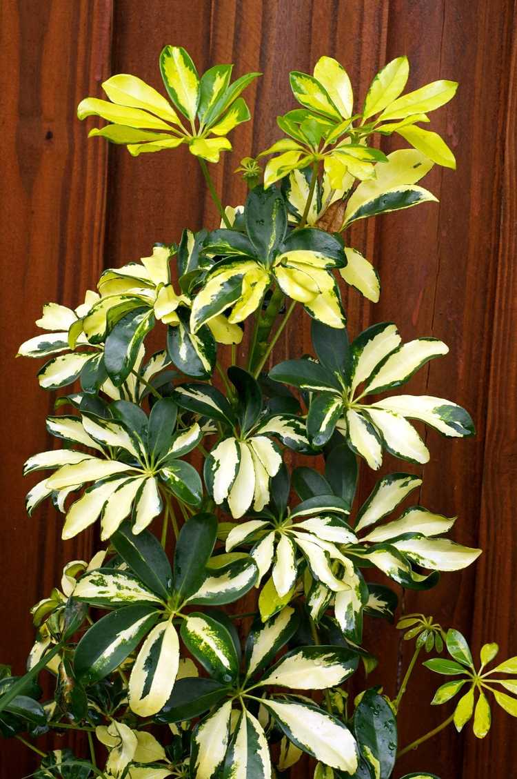 You are currently viewing Taille des plantes Schefflera: conseils pour couper les plantes Schefflera