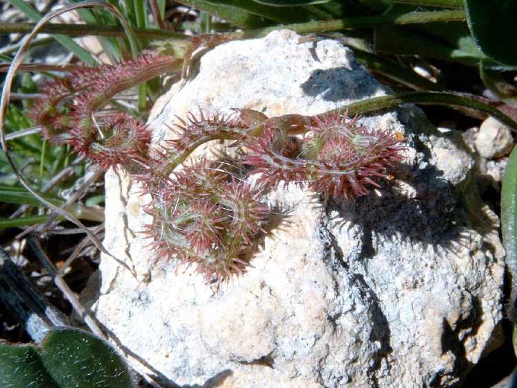 Lire la suite à propos de l’article Qu'est-ce que la queue d'un scorpion épineux : cultiver des plantes de Scorpiurus Muricatus