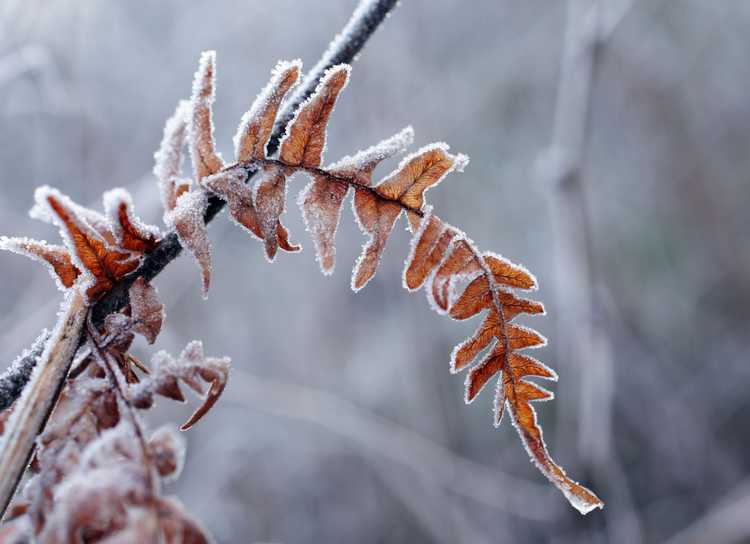 You are currently viewing Mort hivernale des plantes : pourquoi les plantes meurent-elles en hiver