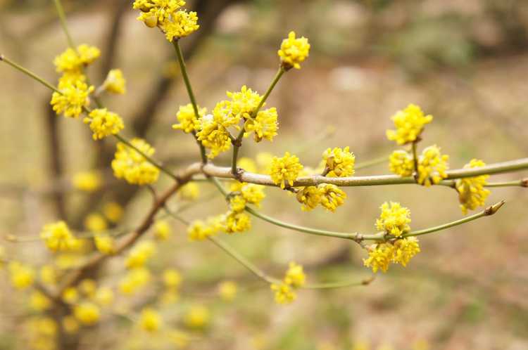 You are currently viewing Informations Spicebush : En savoir plus sur la culture d'une plante Spicebush