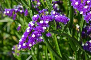 Lire la suite à propos de l’article Growing Statice – Histoire de la fleur de Statice et du soin des plantes de Statice