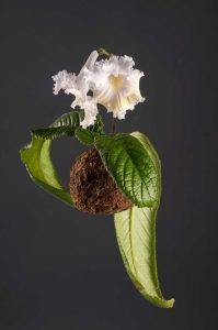 Lire la suite à propos de l’article Informations sur Streptocarpus : Comment prendre soin des plantes d'intérieur Streptocarpus