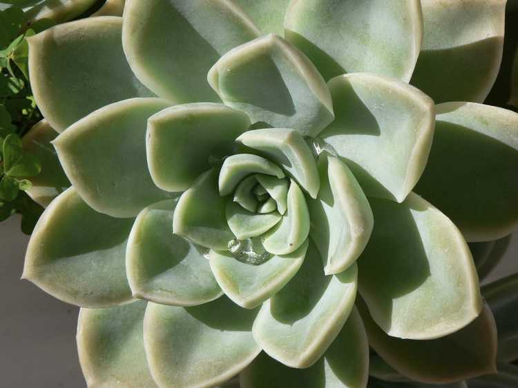 Lire la suite à propos de l’article Informations sur les plantes succulentes : découvrez les types de plantes succulentes et comment elles poussent