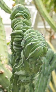 Lire la suite à propos de l’article Informations sur les succulentes à crête : Comprendre les mutations des succulentes à crête