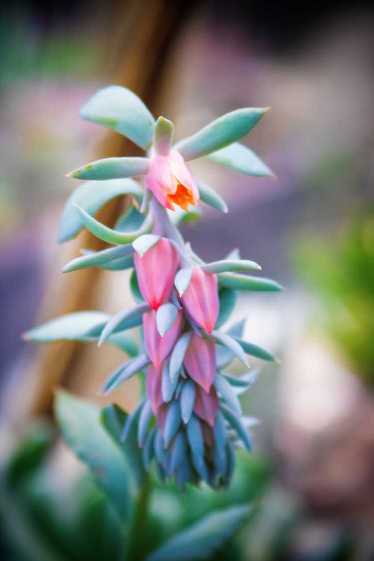 You are currently viewing Quand les plantes succulentes fleurissent : découvrez les soins pour les plantes succulentes en fleurs