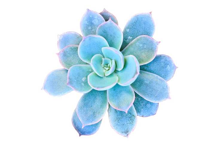 Lire la suite à propos de l’article Variétés succulentes bleues : cultiver des plantes succulentes bleues