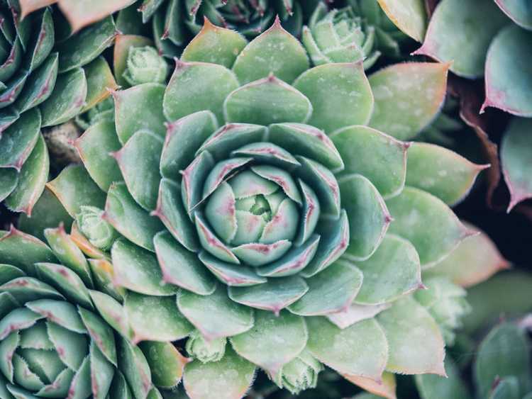 You are currently viewing Conditions de croissance du Sempervivum – Apprenez à cultiver des plantes Sempervivum