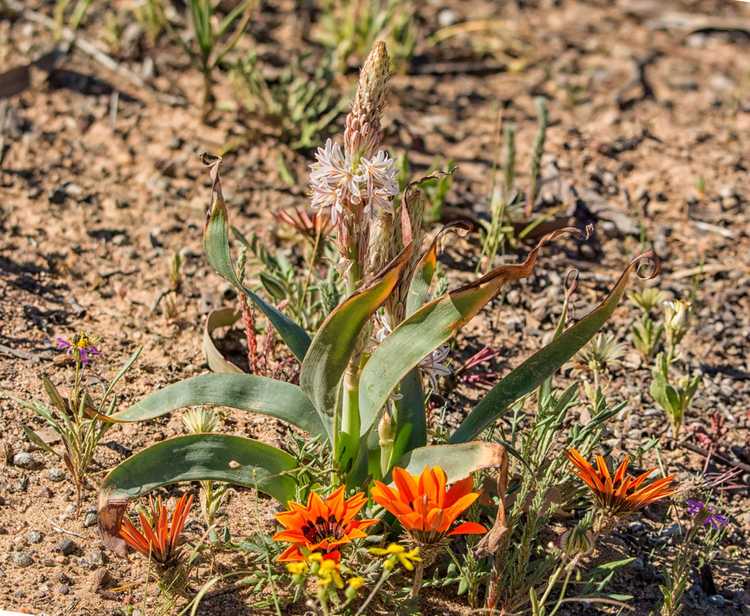 Lire la suite à propos de l’article Informations sur la plante Trachyandra – Variétés de plantes succulentes Trachyandra