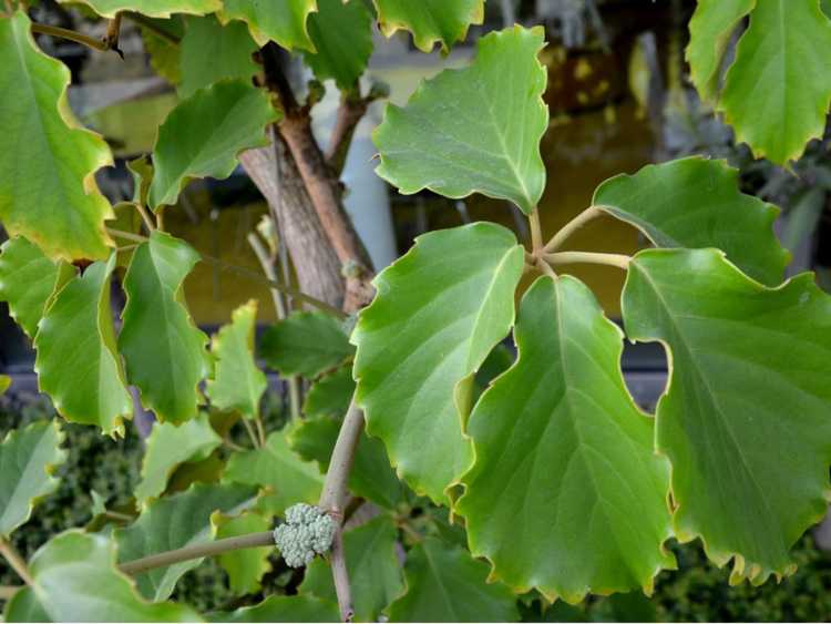 You are currently viewing Informations sur Tetrastigma Voinierianum : Cultiver de la vigne de châtaignier à l'intérieur