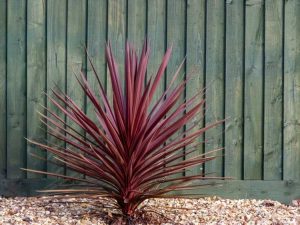 Lire la suite à propos de l’article Ti Plant Care – Cultiver une plante Ti hawaïenne à l'intérieur