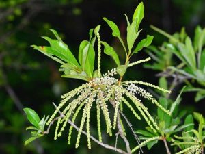 Lire la suite à propos de l’article Printemps contre. Titi d'été: différences entre les plantes Titi de printemps et d'été