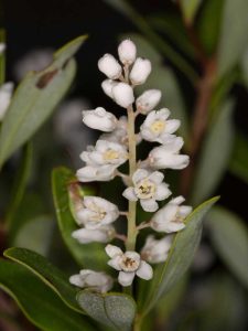 Lire la suite à propos de l’article Qu'est-ce que Swamp Titi : Summer Titi est-il mauvais pour les abeilles