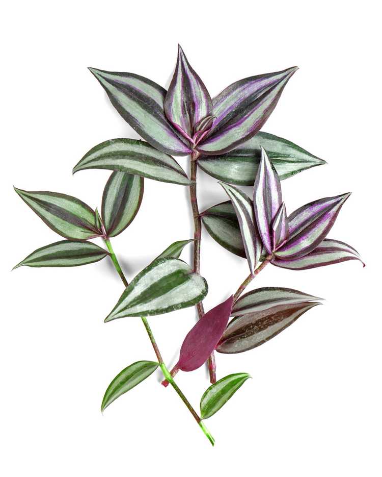 Lire la suite à propos de l’article Enracinement des plantes en pouces: comment propager des plantes en pouces Tradescantia