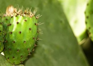 Lire la suite à propos de l’article Épines glochides : découvrez les plantes contenant des glochides