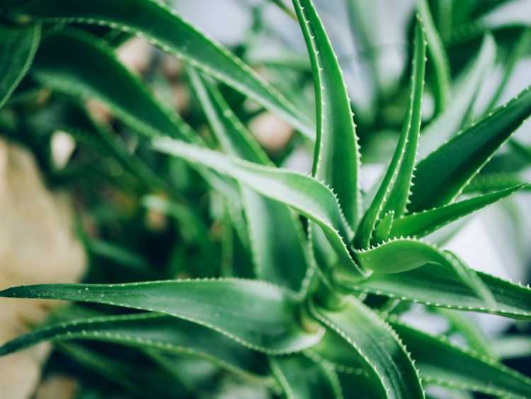 You are currently viewing Entretien des plantes d'Aloe Vera – Comment faire pousser une plante d'aloès
