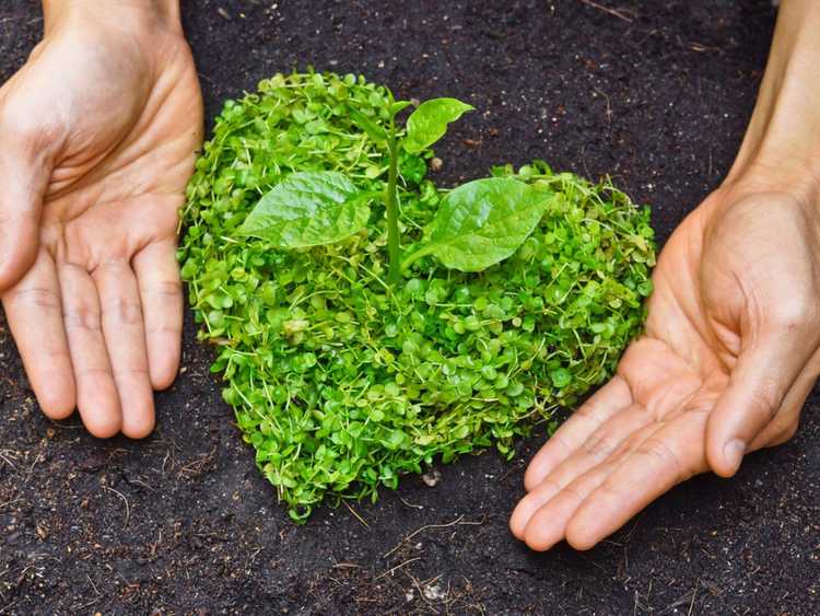 Lire la suite à propos de l’article L’amour du jardinage – Comment profiter de loisirs addictifs à moindre coût