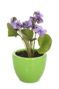 Lire la suite à propos de l’article Entretien des violettes d'intérieur : comment faire pousser des violettes à l'intérieur