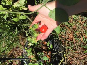 Lire la suite à propos de l’article Les tomates volontaires sont-elles une bonne chose – En savoir plus sur les plants de tomates volontaires