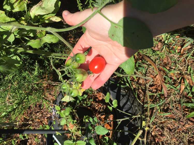 You are currently viewing Les tomates volontaires sont-elles une bonne chose – En savoir plus sur les plants de tomates volontaires