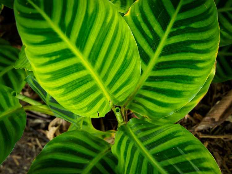 You are currently viewing Plantes Calathea Zebra: Comment prendre soin d'une plante d'intérieur Calathea Zebra