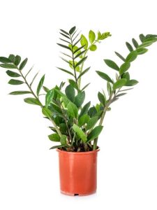 Lire la suite à propos de l’article Boutures de feuilles de plantes ZZ – Conseils pour la propagation des plantes ZZ