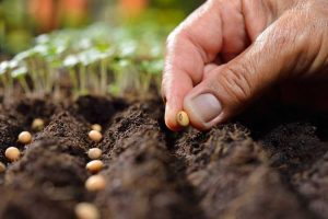 Lire la suite à propos de l’article Comment semer des graines finement : découvrez comment semer finement dans le jardin