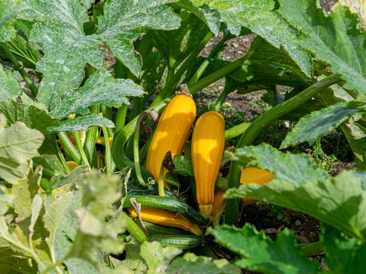 You are currently viewing Courge évidée : quelles sont les causes de la courge creuse