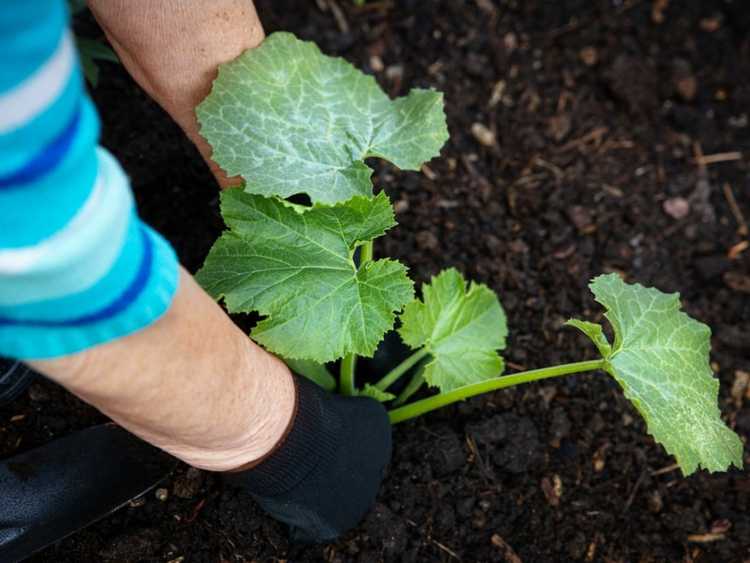 You are currently viewing Prévenez le foreur de la vigne de la courge en plantant tôt ou tard